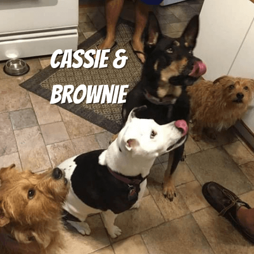 Cassie & Brownie