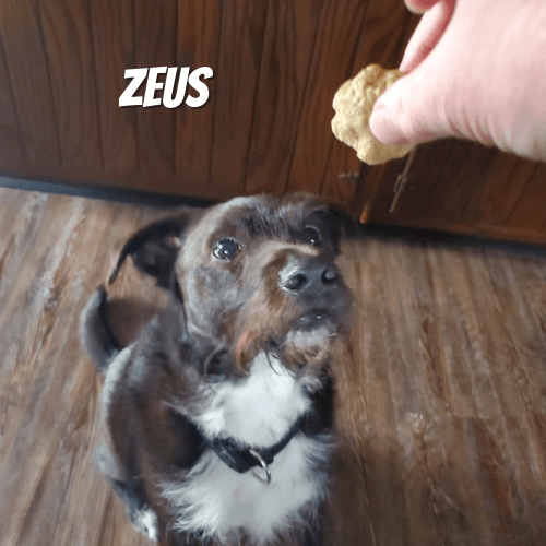 Zeus